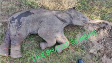 Photo of टाईगर रिजर्व क्षेत्र में.. बाघ के हमलें से हाथी के शावक की मौत.